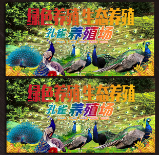 孔雀