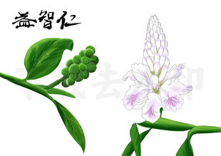 益智仁植物图示