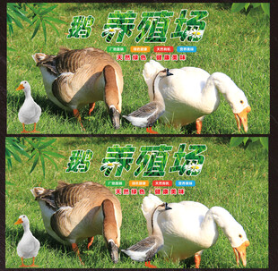 鹅