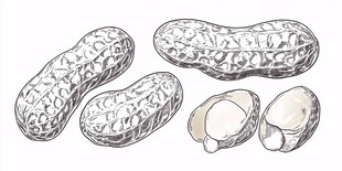 手绘花生素描图