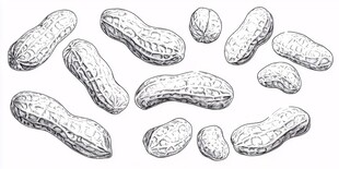 手绘花生集合图