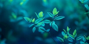 梦幻蓝调下的清新绿叶