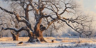 冬日旷野中的古老大树