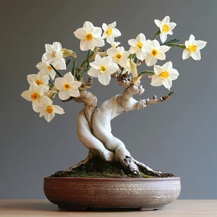 水仙盆景 优雅绽放的艺术美