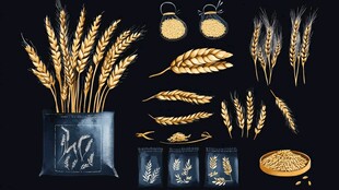 金色麦穗粮食素材集合