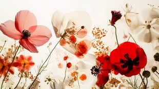 缤纷花卉绽放的美丽瞬间