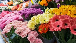 缤纷多彩的鲜花展示