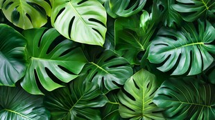 翠绿龟背竹叶背景图