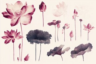 水墨风荷花荷叶素材集合