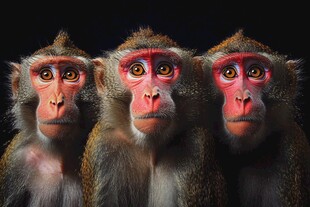 三只猕猴特写