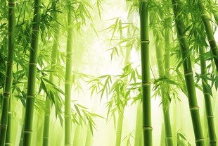 清幽竹林 绿意盎然