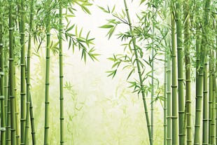 翠绿竹林 清新自然景致