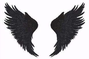 黑色羽翼