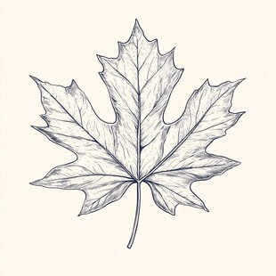 手绘枫叶线条图