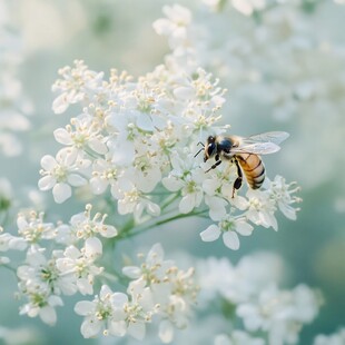 蜜蜂采蜜于白色小花间