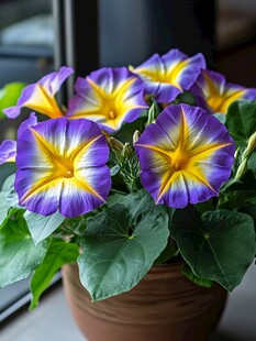 紫黄相间牵牛花盆栽