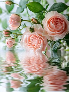 粉玫瑰倒映在水面的美景