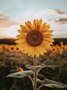 夕阳下的向日葵独株