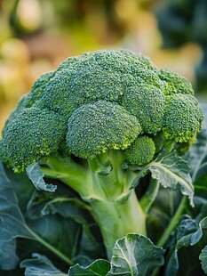 新鲜西兰花特写