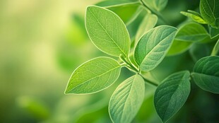 嫩绿叶片特写 清新自然感