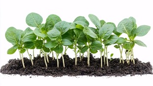 嫩绿幼苗破土而出