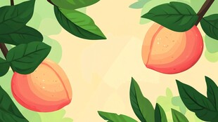 枝头鲜桃 绿叶相伴