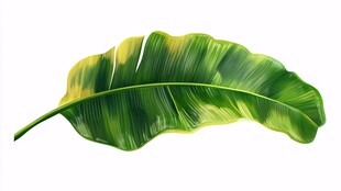 翠绿芭蕉叶插画