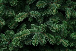翠绿松针特写