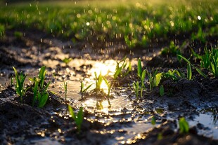 阳光雨露下的新生幼苗