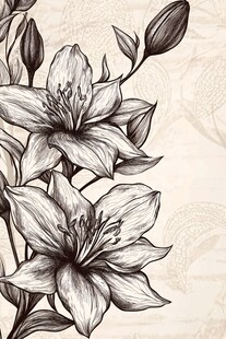 手绘百合花卉优雅图案