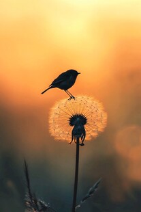 夕阳下小鸟立于蒲公英上