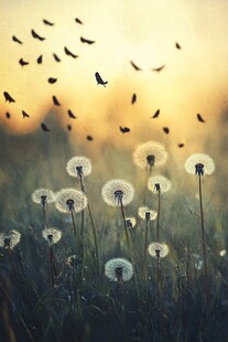 夕阳下飞舞的蒲公英