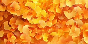 金黄银杏叶铺就绚烂秋景