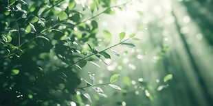 阳光洒落的翠绿枝叶