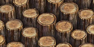 整齐排列的木桩切面