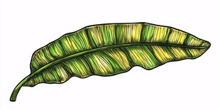 手绘绿色芭蕉叶插画