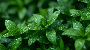 带露绿叶生机盎然