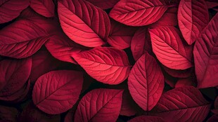 深红叶片纹理特写