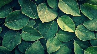 翠绿叶片构成的自然纹理