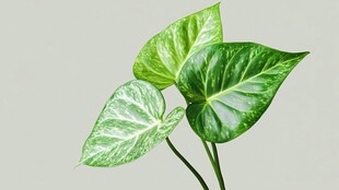 翠绿海芋叶片特写