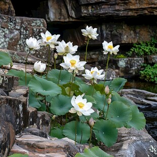 石畔白荷绽放 清新雅致