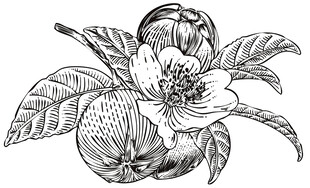 手绘茶籽花