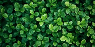 翠绿叶片的生机植物画面