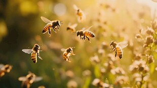 阳光下飞舞的勤劳小蜜蜂