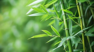 翠绿新竹 尽显生机活力