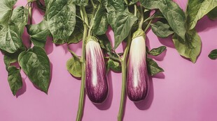 粉背景下的双生紫皮茄子