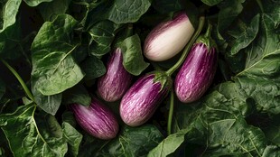 紫白茄子卧于绿叶之上