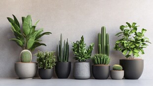 多样盆栽展示清新绿植风