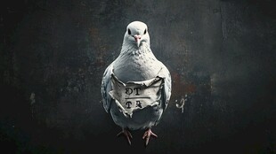 胸前带字母的白鸽