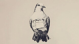 黑白手绘风站立鸽子图